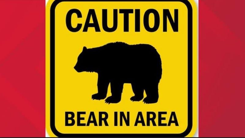 bear attack