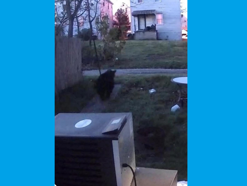 Bear spotted in Aliquippa