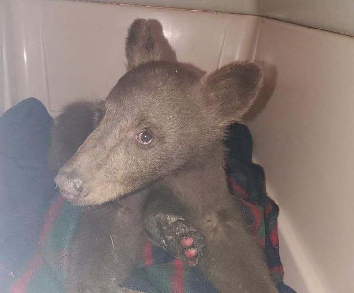 Bear cub "Tamarack" was rescued with burned paws near Lake Tahoe.