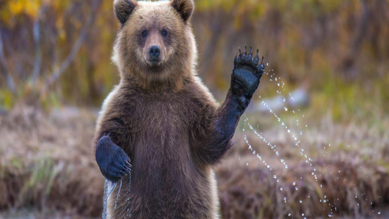 Woman goes fishing with bear she rescued