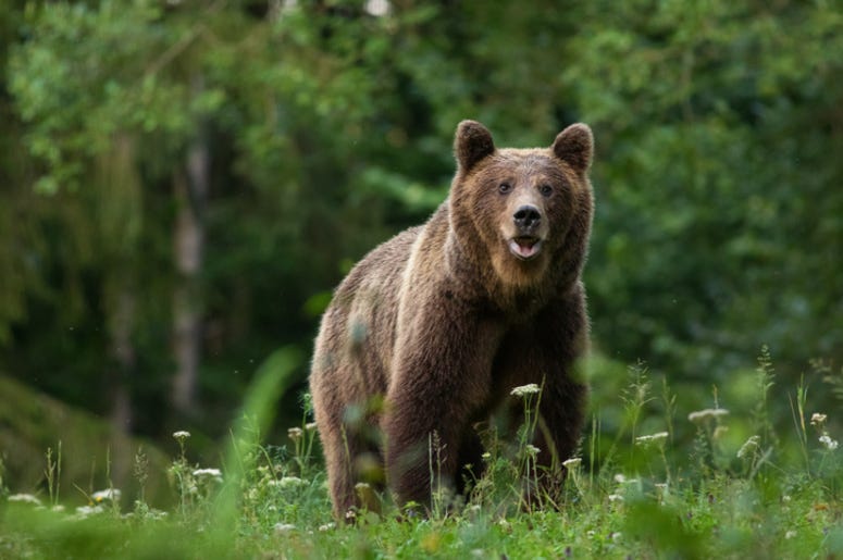 Bear