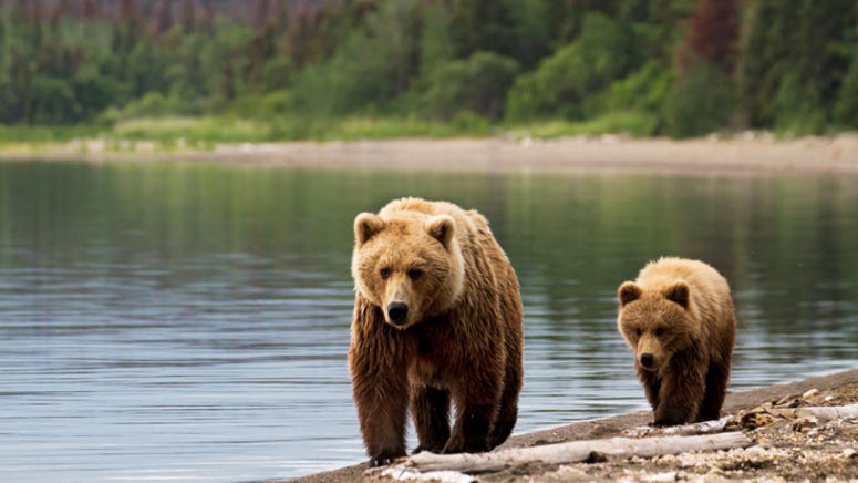 Teacher spots bear playing with cub on school’s playground