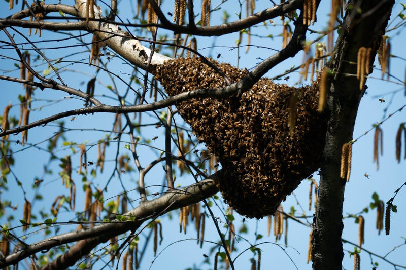 A swarm of bees hangs from a tree branch