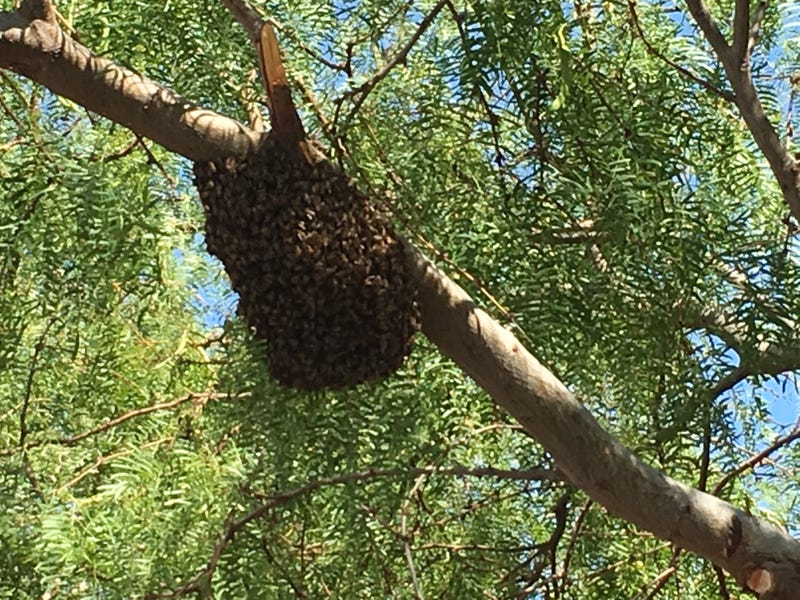 A swarm of bees hangs from a tree branch