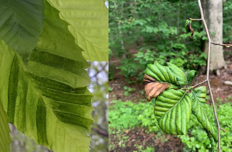 Symptoms of Beech Leaf Disease