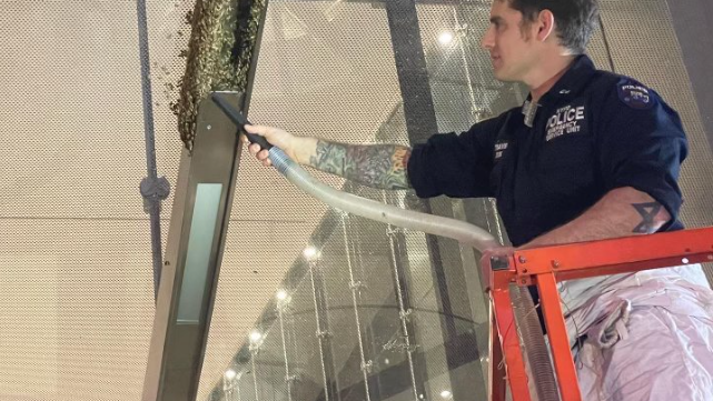 PHOTOS: NYPD removes 8,000 bees from 3 World Trade Center