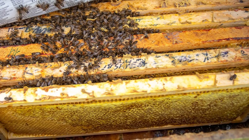 Bees, Honey Bees, Hive, Winter, Minnesota
