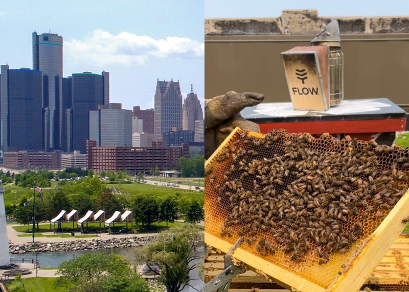 Rooftops with Bees in the D hives