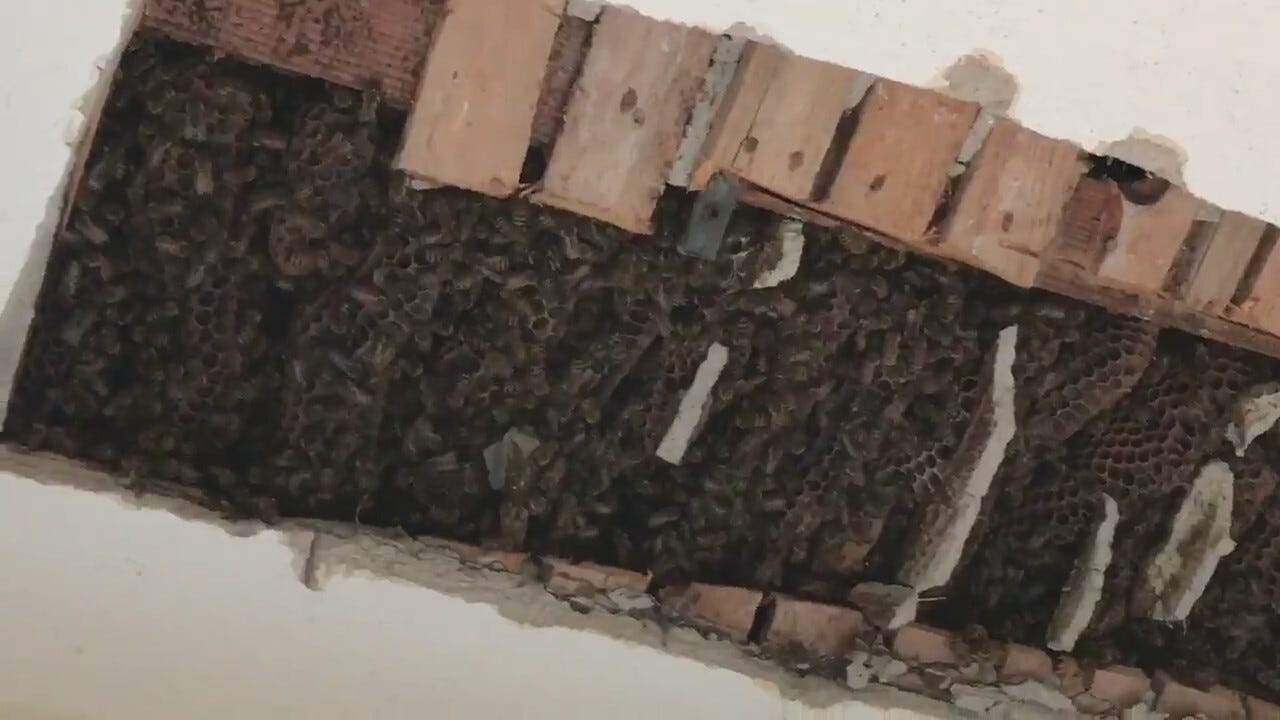 Man Finds Over 80,000 Bees Living in Walls of Home for Over 40 Years