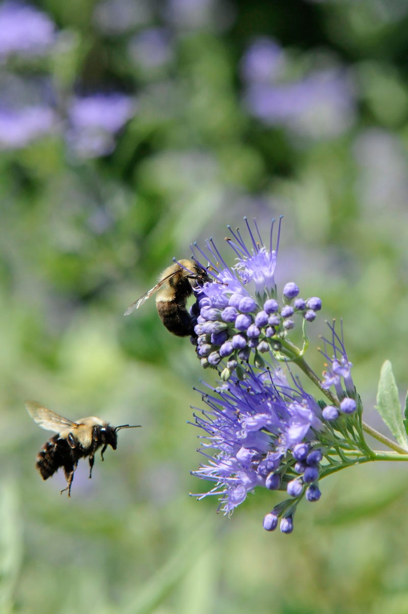 bees