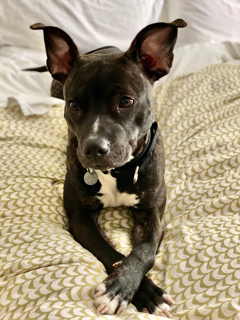 Bella