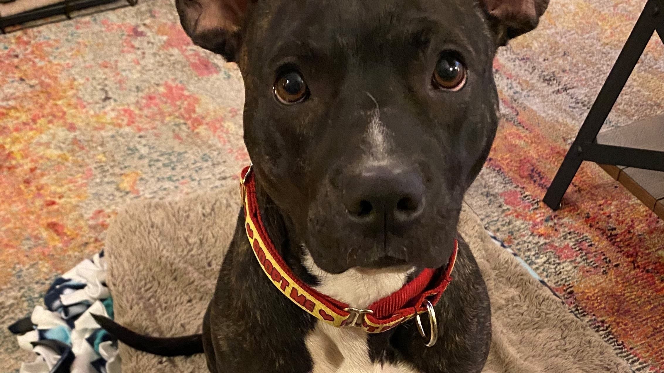 'Love bug' Bella would be the perfect work-from-home furry friend