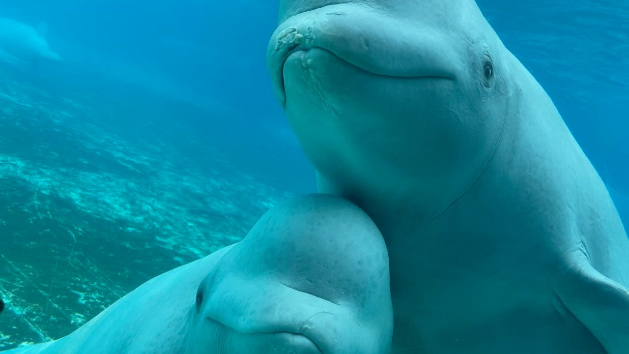 Fate of dozens of beluga whales at shuttered Marineland remains unclear