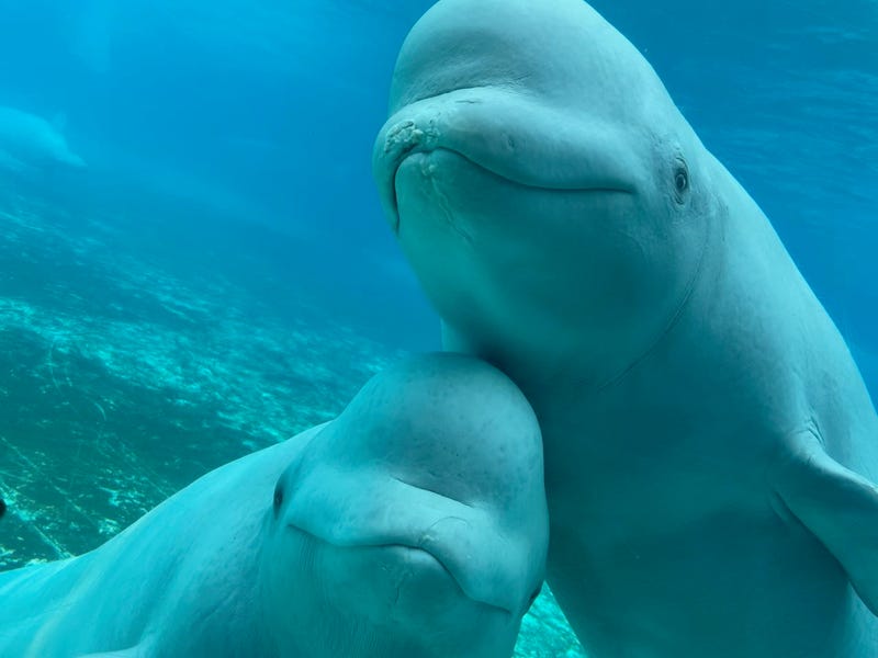 beluga whales 