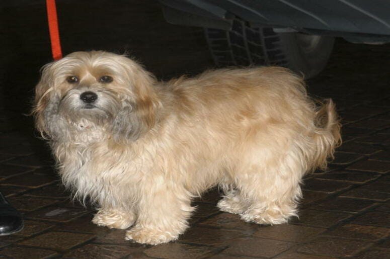 Benji