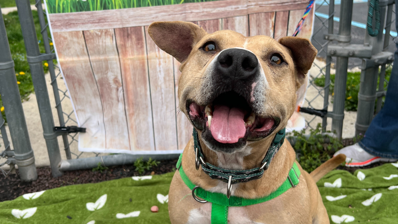 Meet Green Bean, Bennett's PSPCA Pet of the Week