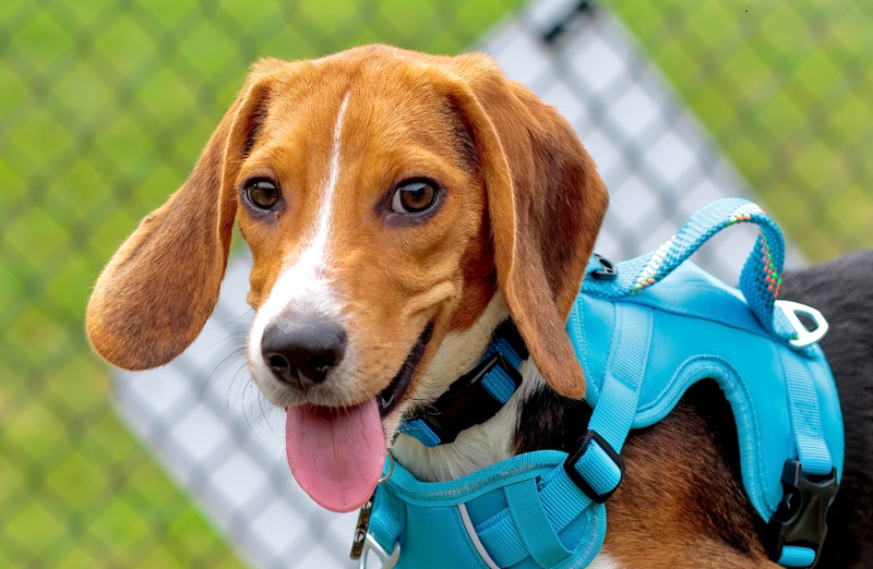 Benny the Beagle