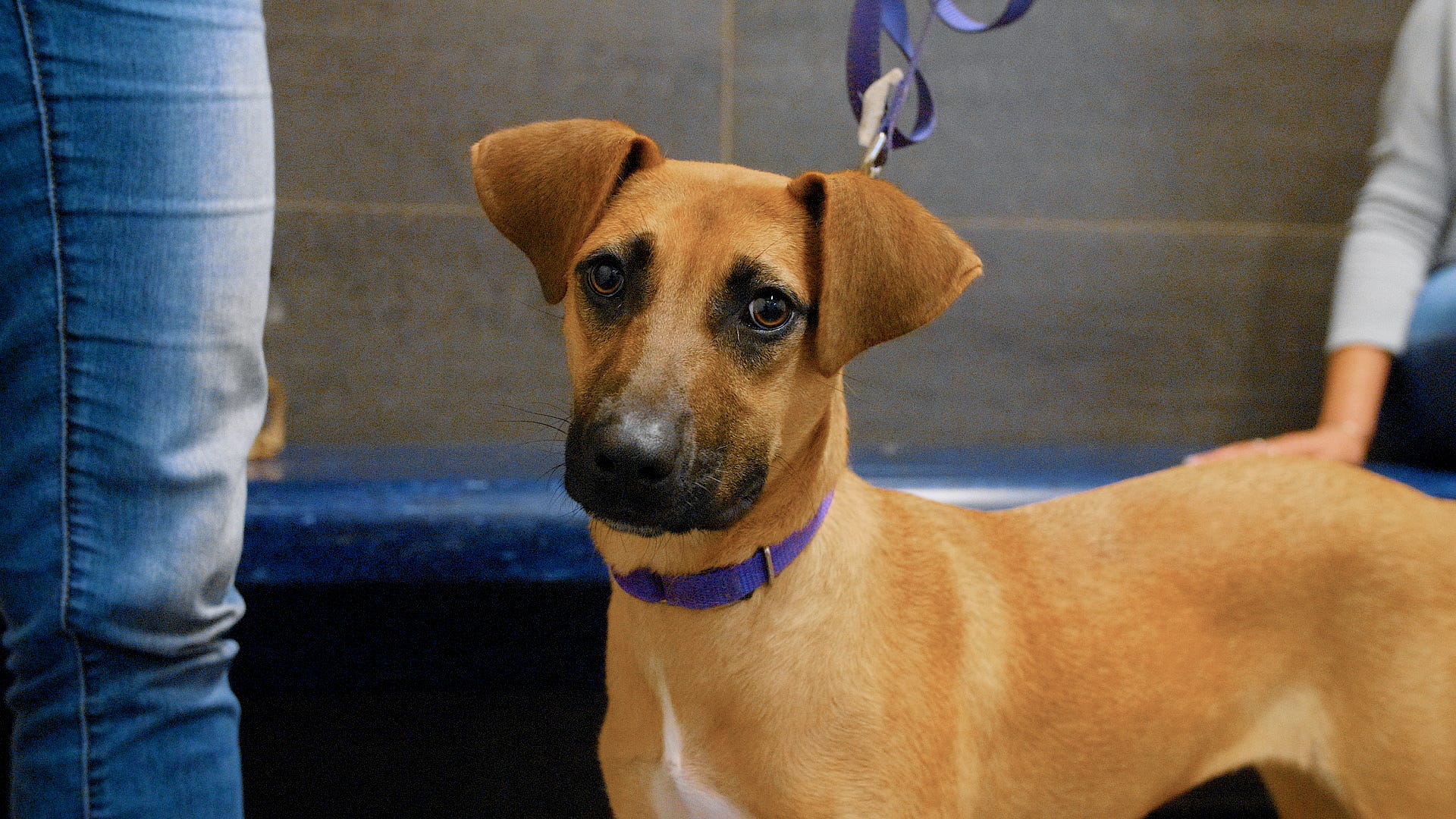 Adoptable Pet Pals: Meet Beyonce!
