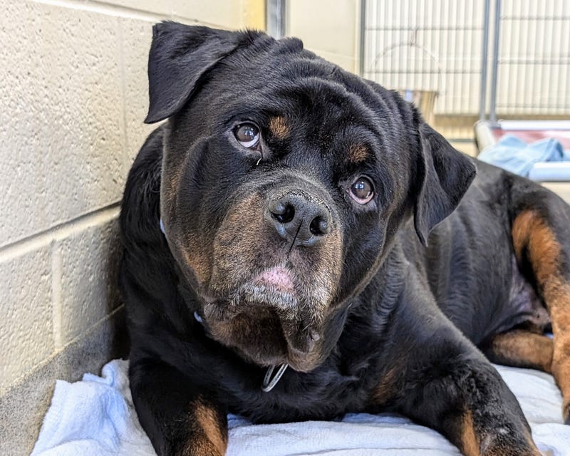 ADOPT BIG PAPA