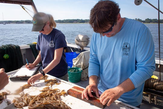 SCDNR biologists study shrimp numbers, size and reproductive status to help managers determine when to safely open shrimp harvest season.