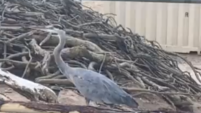 O.C. officials call on veterinary experts to treat birds and marine life affected by oil spill