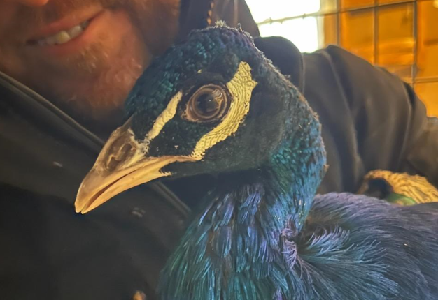 The seized birds are being fostered and will be seen by a veterinarian before they're taken to an animal rescue