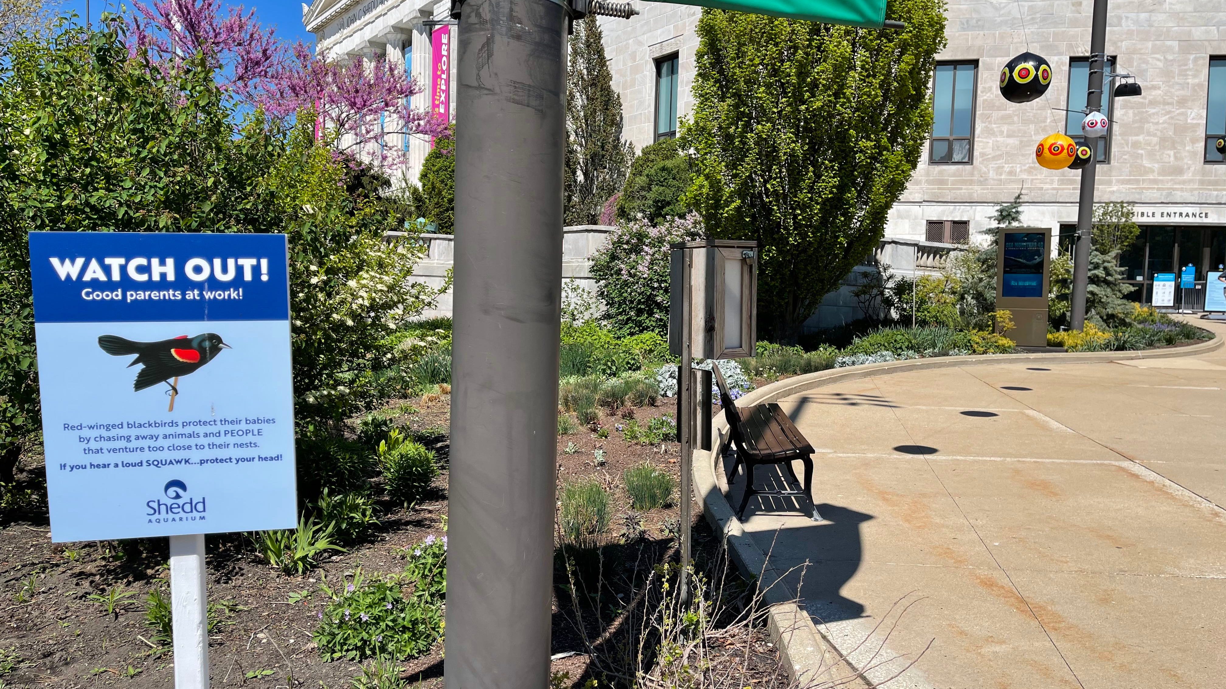 Sign of spring: aggressive, dive-bombing birds at Shedd Aquarium