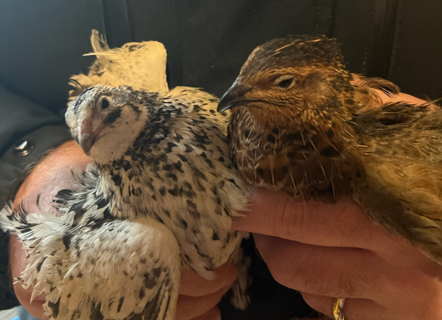 A pair of bird seized from the home