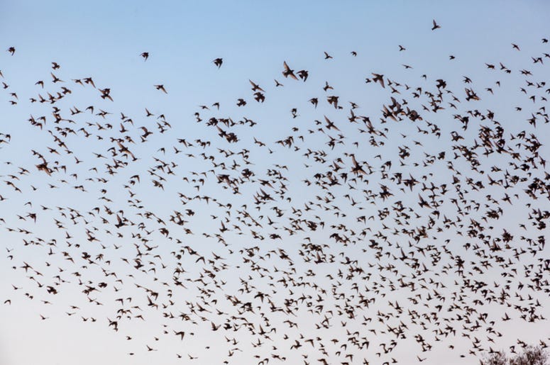 Birds