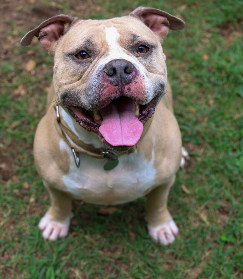 Adopt Don't Shop