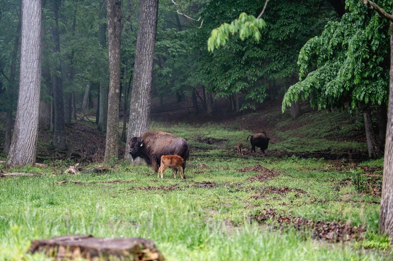 Two bison calves were born May 6th at Lone Elk Park in St. Louis County