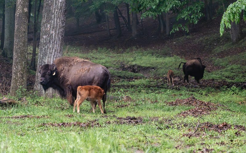 two bison calves at Lone Elk Park in St. Louis County, Missouri