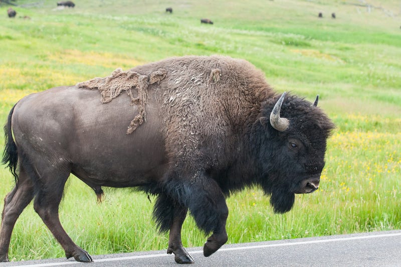 bison