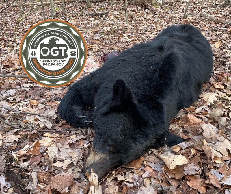 Black Bear poached in Fayette County