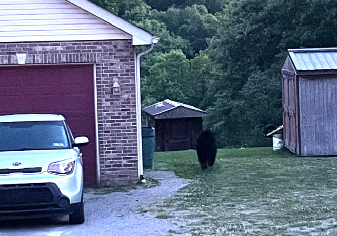Bear in Beaver County