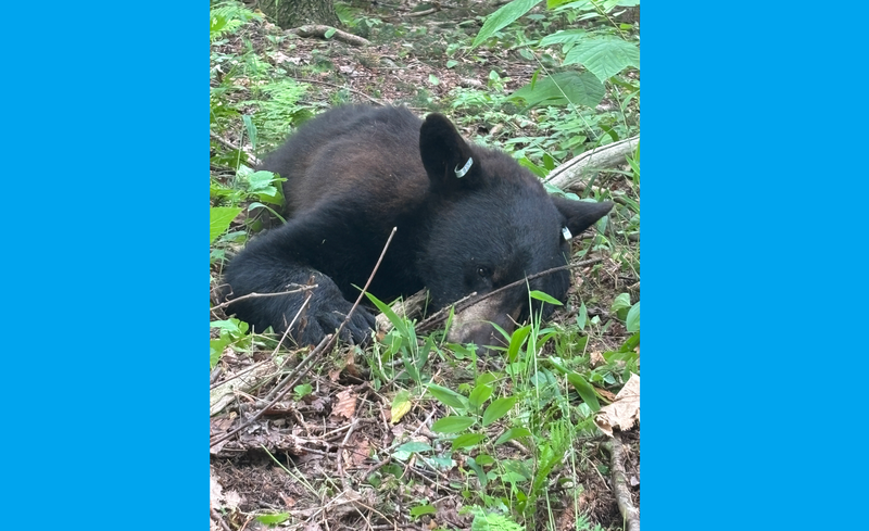 Young black bear