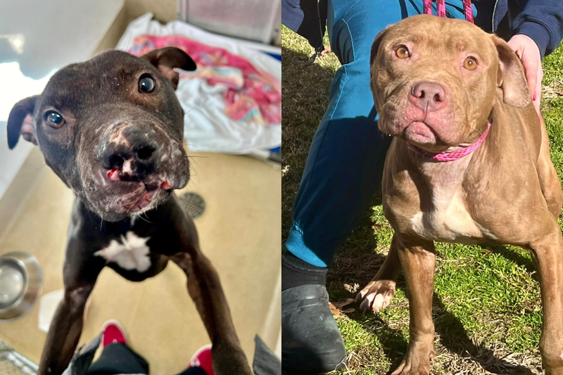 Dogs rescued from a New Jersey home on Feb. 3, 2024, which are suspected of being used for dog ring fights, according to the MCSPCA.