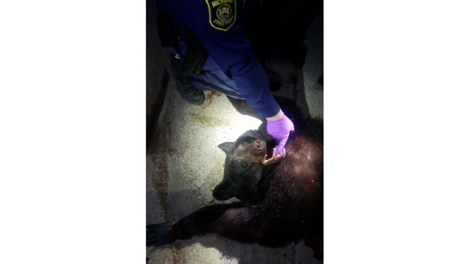 Michigan State Police: full-grown black bear killed in crash on I-75 near Flint