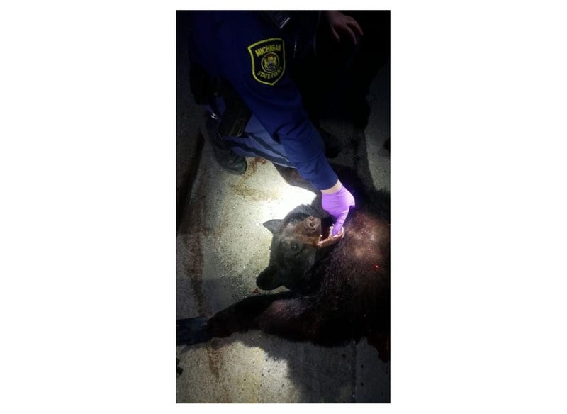Black bear killed on I-75