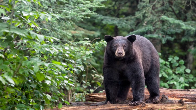 Hunter discovers a bear filmed a video of itself on his lost GoPro
