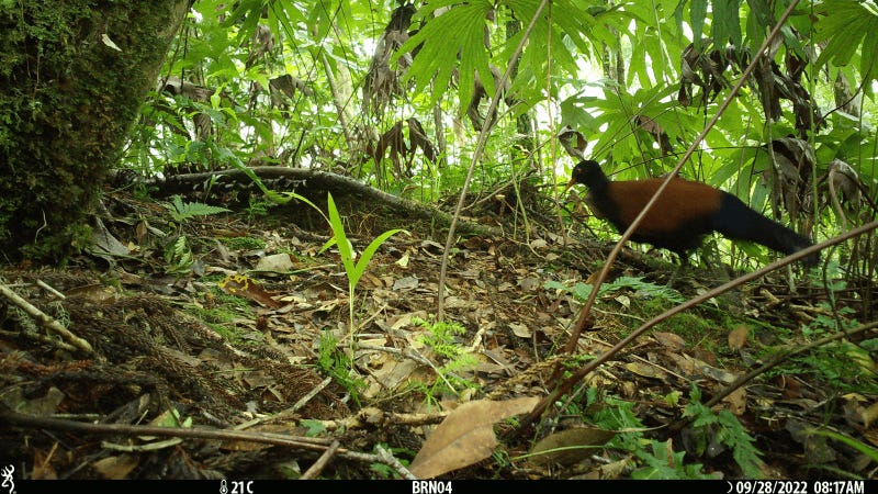 The Black-naped Pheasant-Pigeon was finally spotted after 140 years.