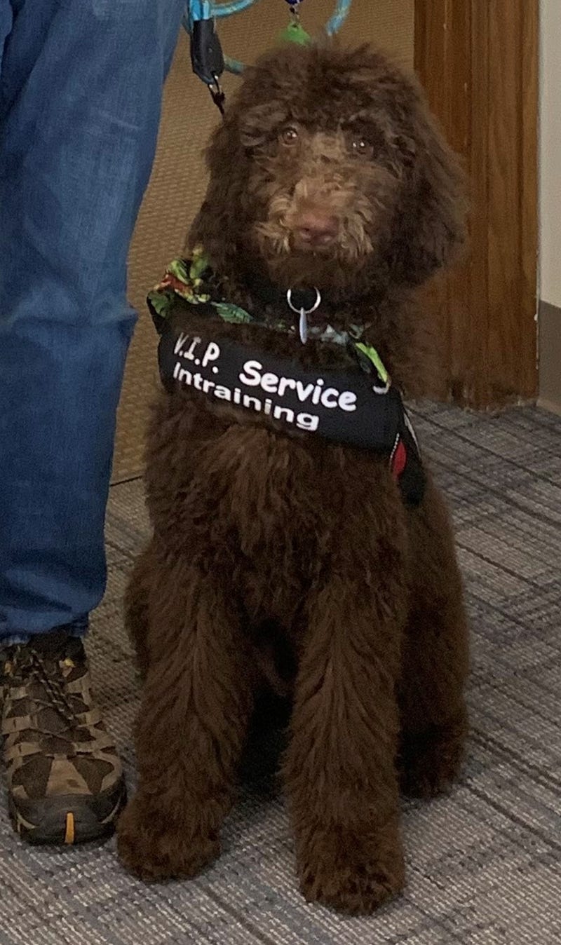 Gremlin is a 4-month-old Poodle/Labrador mix who had been paired with Blair Peters through VIP Service Dog Foundation of Hinckley.