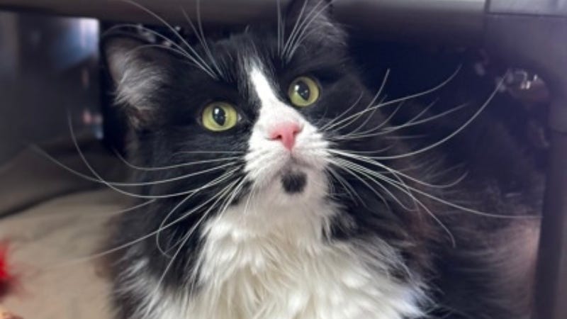 Blanche @ Austin Humane Society 11/01/23