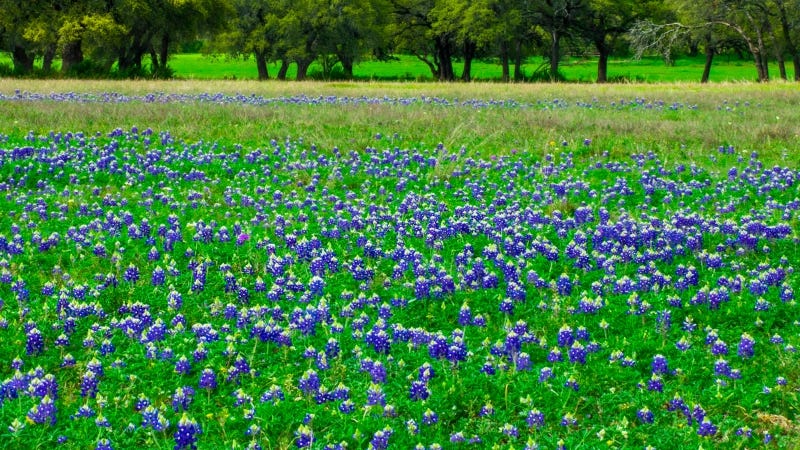 Bluebonnet field in Texas Getty Images