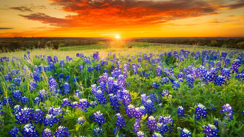 Bluebonnet season has arrived in Texas early this year