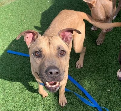 Bobby #A1087965