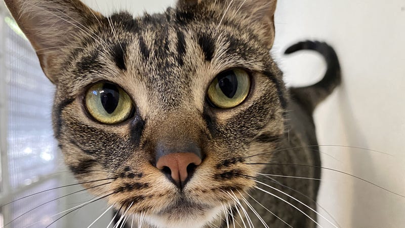 Bobby the cat