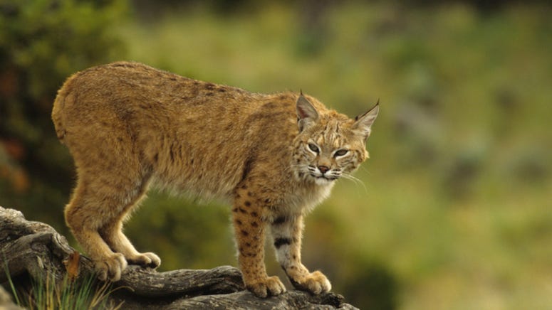 Watch video of bobcat family playing on Plano golf course