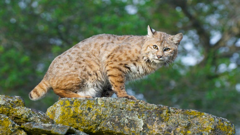 WATCH: Security camera captures father saving family from bobcat attack in driveway