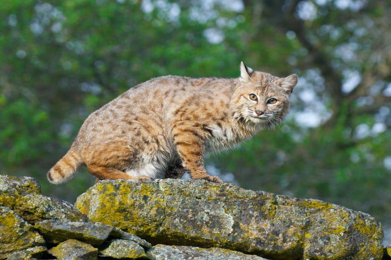 Bobcat